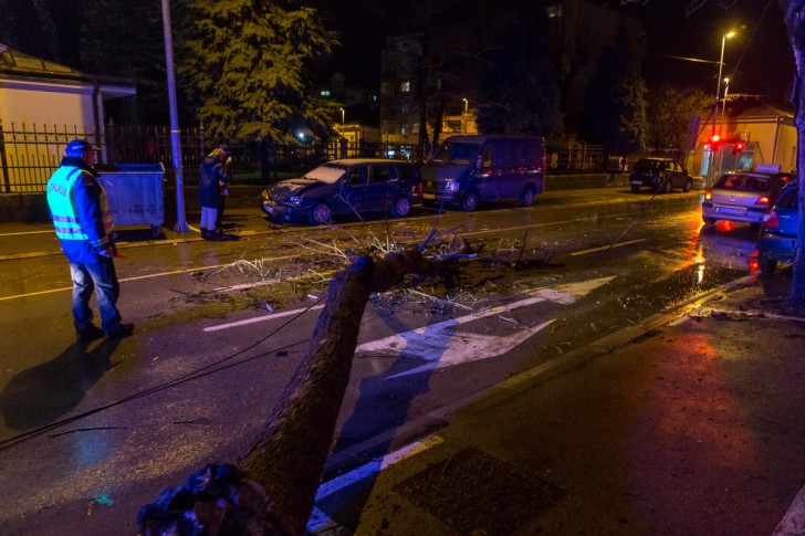 Oboreno drvo u Pantićevoj ulici