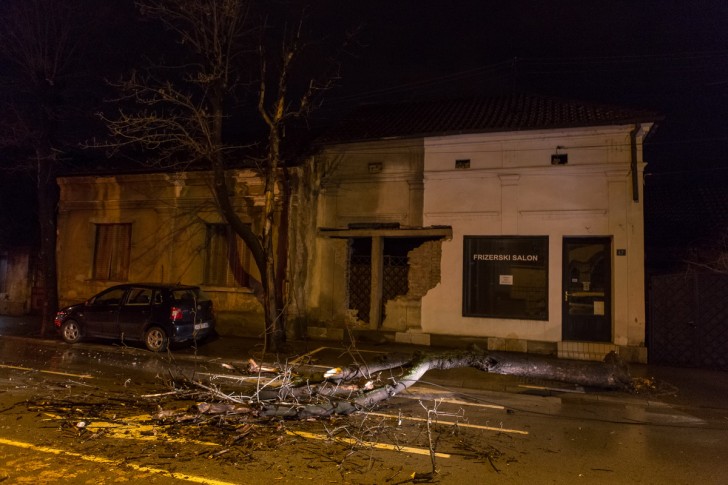 Oboreno drvo u Pantićevoj ulici