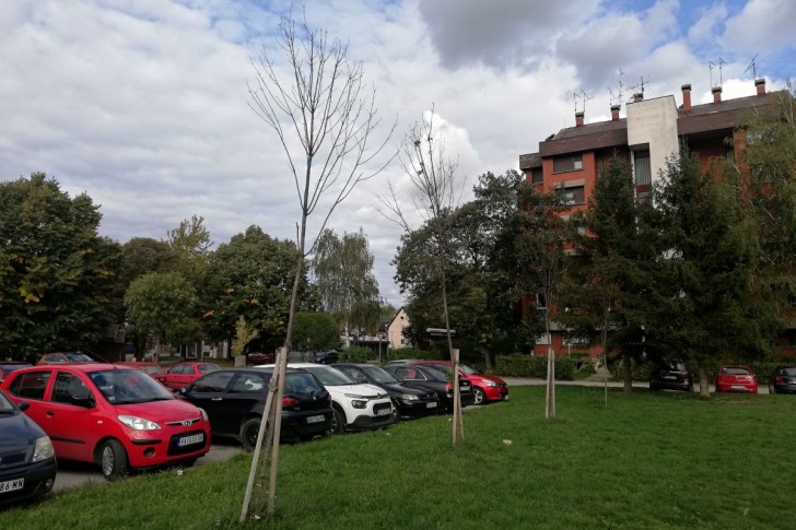 Osušene sadnice u Naselju Oslobodioci Valjeva