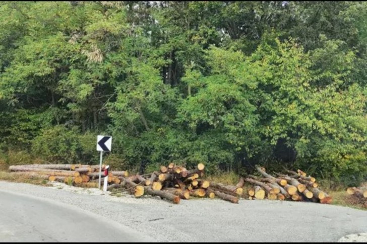 Posečena stabla na vrhu Kablara