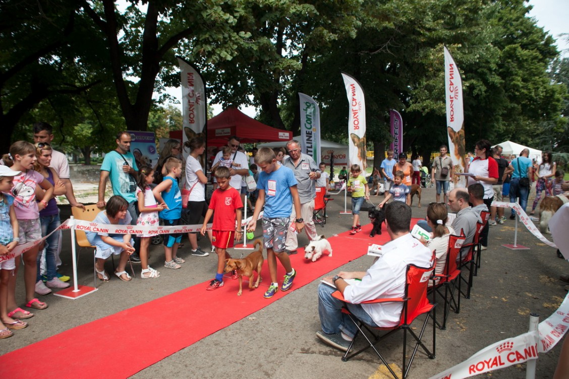 Izbor kraljevskog ljubimca