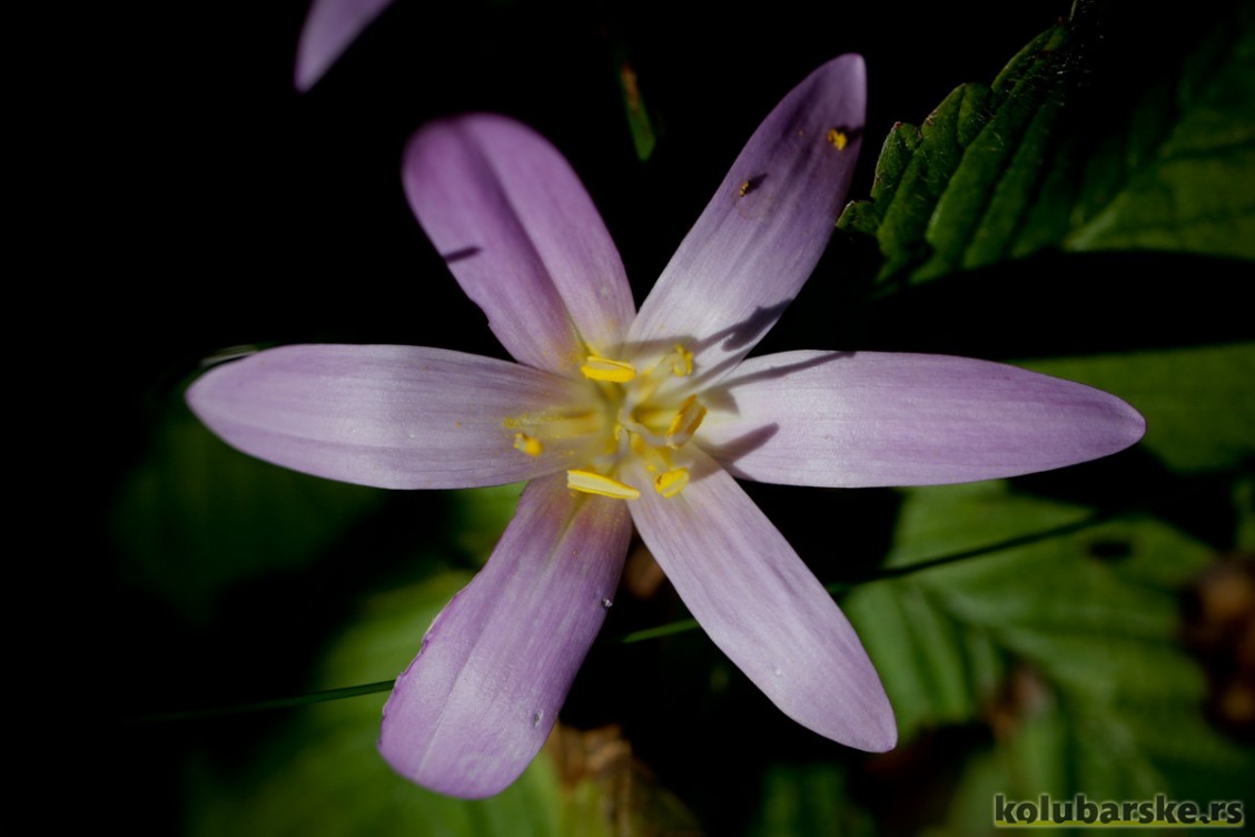 Krokus