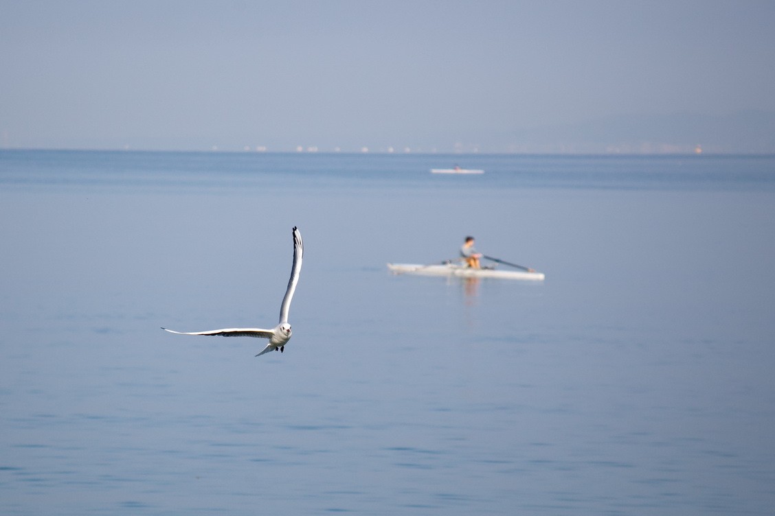 Galeb
