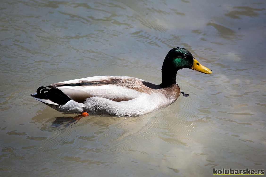 Patka na Devojačkom viru, Gradac
