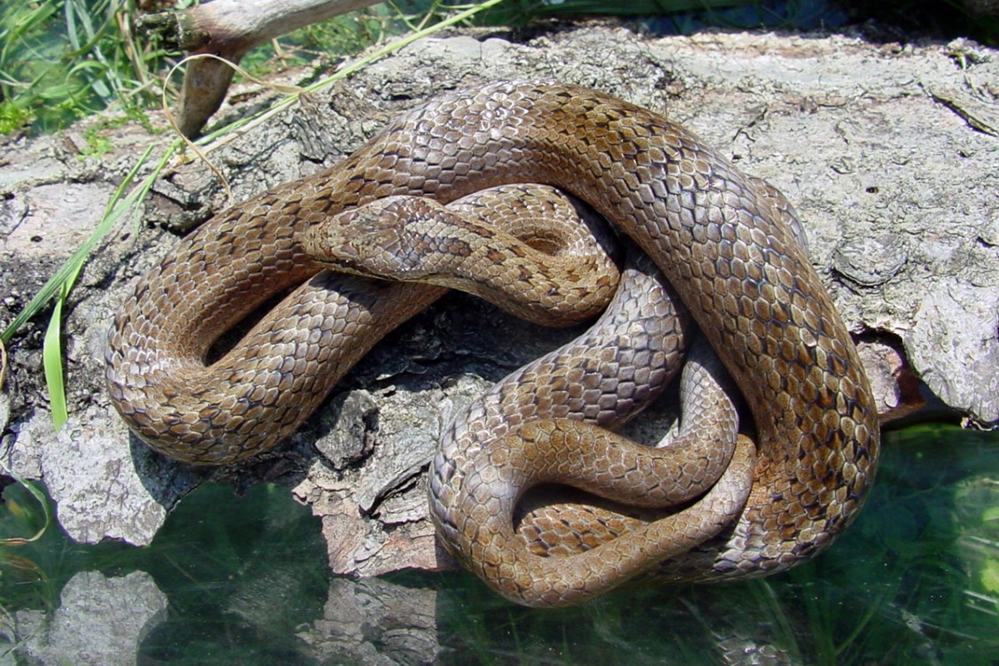 Smukulja                     