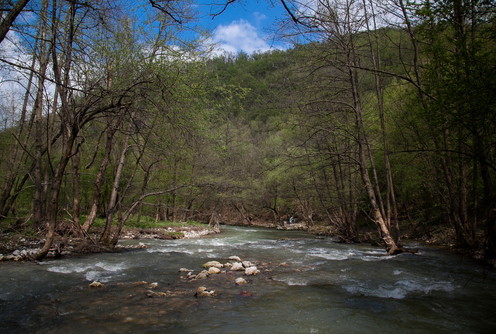 Gradac (ilustracija) (foto: Đorđe Đoković)