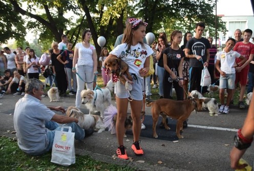 Izložba pasa mešanaca (arhiva) (foto: Udruženje Čarna)