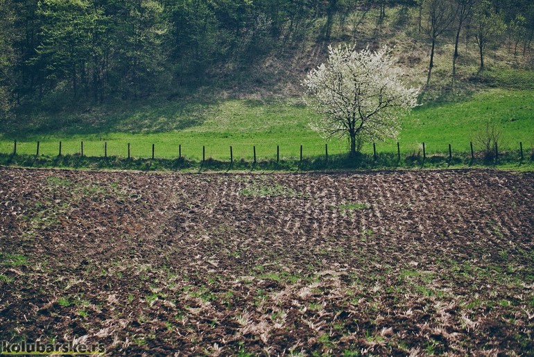 Oranica (ilustracija) (foto: Đorđe Đoković)